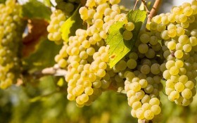 Особенности осенней защиты виноградника
