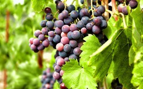 Виноградный клещ-зудень: распознаем и боремся