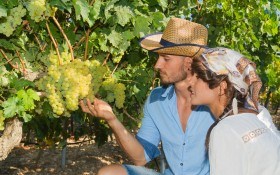 Правила сбора и хранения урожая винограда