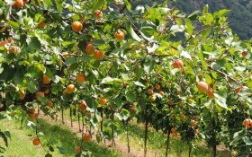 Садові напасті: захист абрикосових дерев від шкідників 