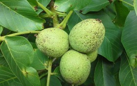 Стаємо на захист волоського горіха: вирощування стійких сортів вітчизняної селекції 