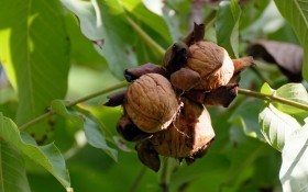 Вирощування горіха з насіння: скороплідний горіх в питаннях і відповідях