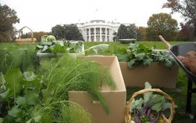 Самые необычные огороды мира: Белый Дом