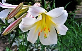 Сад лілій: класифікація видів та гібридів 