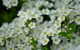 Алісум, чарівний блукач: ботанічні особливості та вирощування у квітнику 