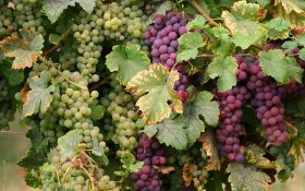  Архітектура лози: використання різних видів та сортів винограду в озеленні садиб 