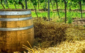 Досвід домашнього виноробства: "білий спосіб" приготування вина 
