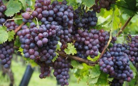 Урожай винограда – собираем и храним 