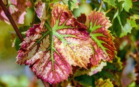 Час збирати листя: як приготувати біо-добриво з опаду 