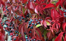 Різнобарвний світ ліан: декоративні види винограду у садибі 