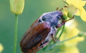 Хрущи налетели: борьба с майским жуком и его личинками 