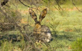 Как защитить сад от зайцев