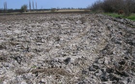 Сіль землі: як впливає "підсолювання" ділянки на стан та продуктивність ґрунту  