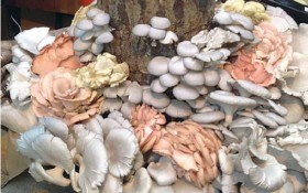 Как вырастить грибы на древесине