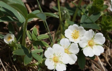 Ніжний квіт на зеленому шовку: лікувальні властивості білого перстачу 