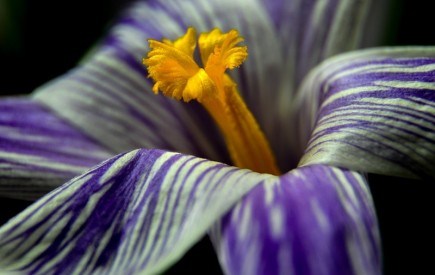 Натуральні рослинні барвники: шафран і сафлор красильний у садибі 
