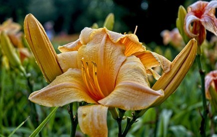 Витончена краса у квітнику: прикрашаємо садибу ефектними лілійниками  