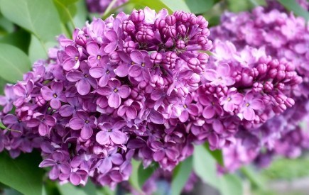 Квітучі хмаринки: вирощування декоративних видів бузку у садибі 