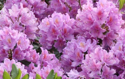 Сезон цвітіння: різні види рододендронів у садибі 