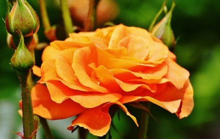 Сонячні акценти: вибираємо декоративні і квітучі рослини у помаранчевих тонах 