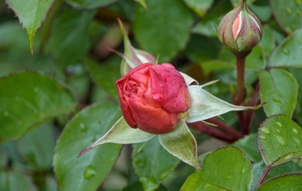 Квітник прокидається: основи догляду за трояндами навесні 