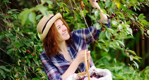 Коккомикоз вишни: характерные симптомы и меры борьбы с ним