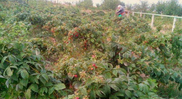 Стабільний врожай у будь-яку погоду: особливості вирощування ремонтантних сортів малини 