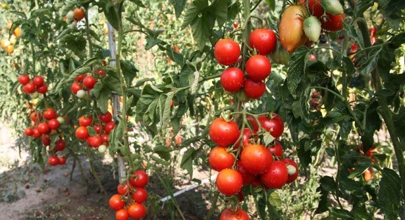 Без проблем та помилок: корисні агротехнічні прийоми при вирощуванні помідорів 