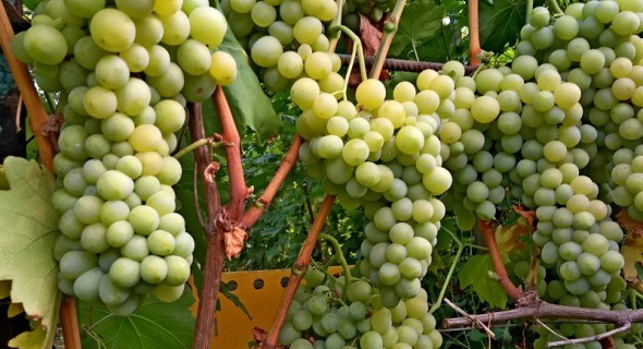 Мрії збуваються: досвід вирощування столового винограду в міських умовах 
