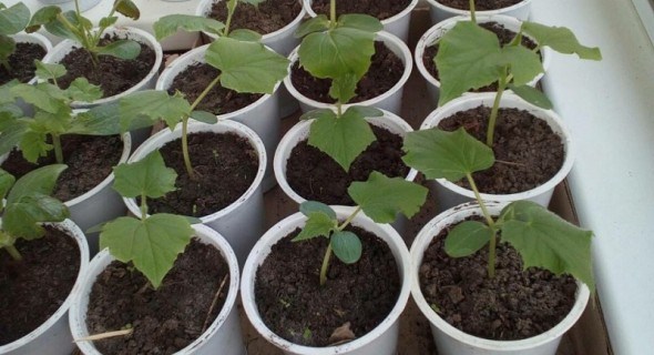 Хрустка грядка: досвід вирощування огірків на "зеленому добриві"  