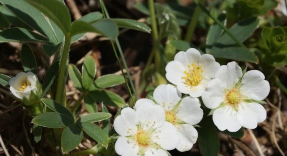 Ніжний квіт на зеленому шовку: лікувальні властивості білого перстачу 