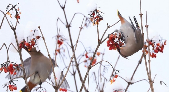 Сад, що приваблює птахів: красиві та корисні рослини для садиби взимку  