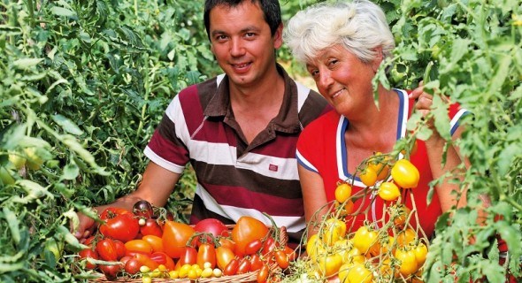 Мандрівка в країну велетнів: вирощуємо томатні сорти-гіганти 