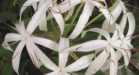 Яскраве та ніжне цвітіння: крінум у відкритому та захищеному ґрунті 