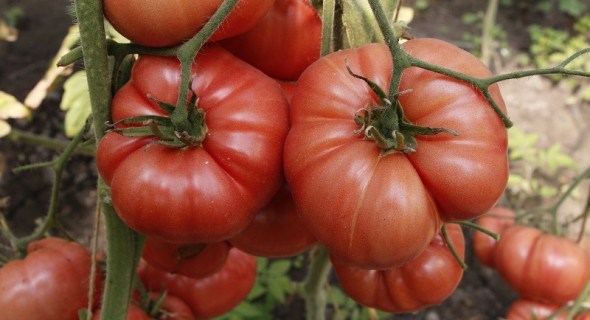 Червоний гігант: універсальний томат-важкоатлет 