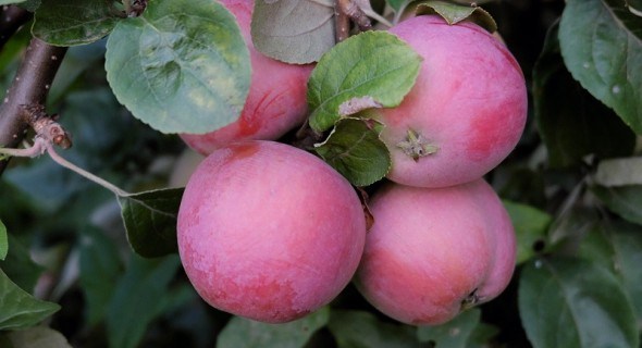 Щоб був здоровим яблуневий сад: імунні сорти вітчизняної селекції  