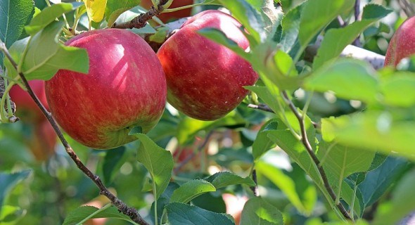 Без яблони – нет сада: выращиваем лучшие сорта 