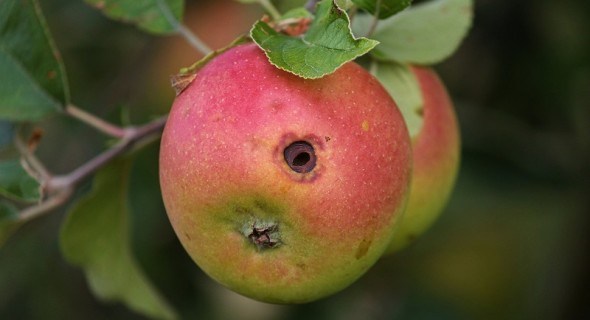 Хто в яблуці живе: заходи боротьби з плодожерками у саду 