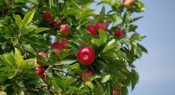 Літні операції в саду: технологія щеплення плодових дерев окуліруванням 