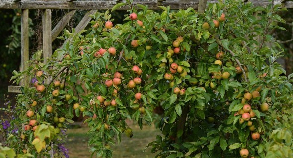 У прекрасній формі: класичні формування плодових дерев у інтенсивних садах  