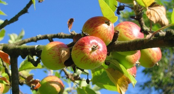 Чорні сліди хвороби: як лікувати сажистий наліт на яблуні 
