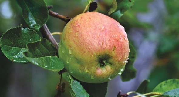 Яблуні, що не підведуть: досвід вирощування зарубіжних імунних та продуктивних сортів 