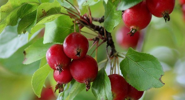 Декоративные яблони: райские красавицы в дизайне сада