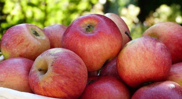 Яблука для здоров’я: сорти яблуні для органічного саду