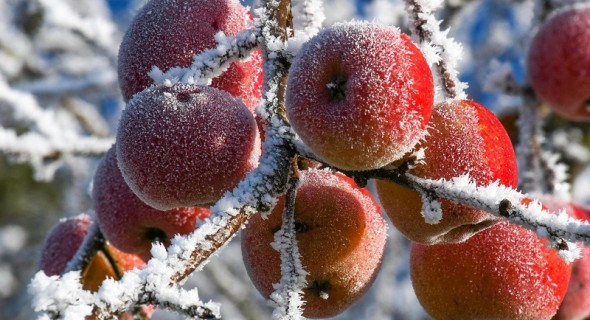 Останній місяць року, перший місяць зими: робота в плодовому саду в грудні 