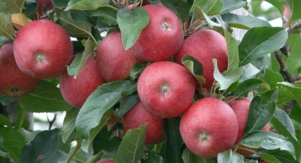 Вітаміни у банці: сорти яблук для переробки та зимового зберігання 