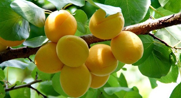 Солодкі та яскраві "сонечка": вирощуємо абрикоси вітчизняної селекції 