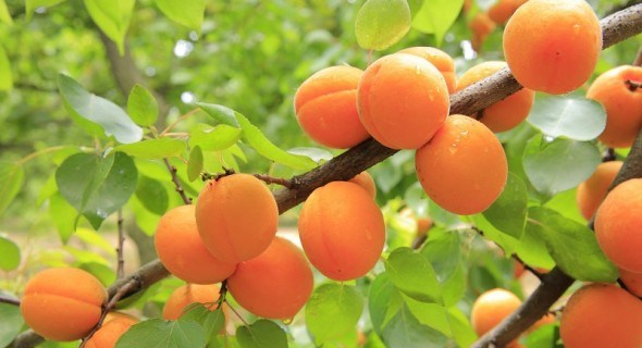 Живой сад: как защитить абрикос от болезней