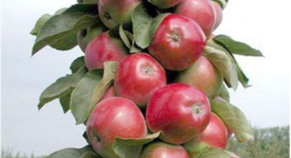 Стрункі та всипані плодами: сорти колоноподібних яблунь для вирощування в Україні 