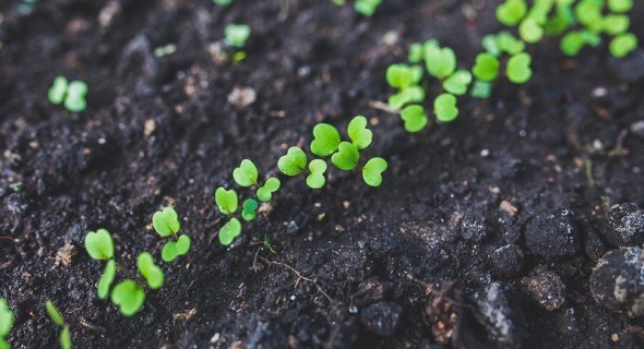 Маленьке насіння – в мерзлу борозну: починаємо посіви під зиму 